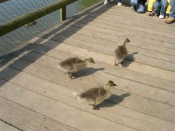 Baie de Somme 2005 - Parc du Marquenterre